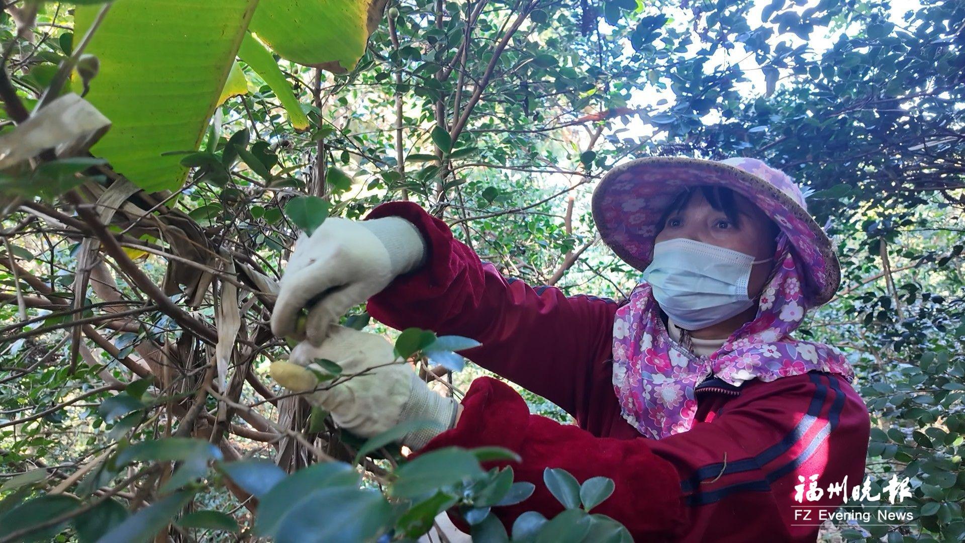 福清700公顷油茶迎来丰收季