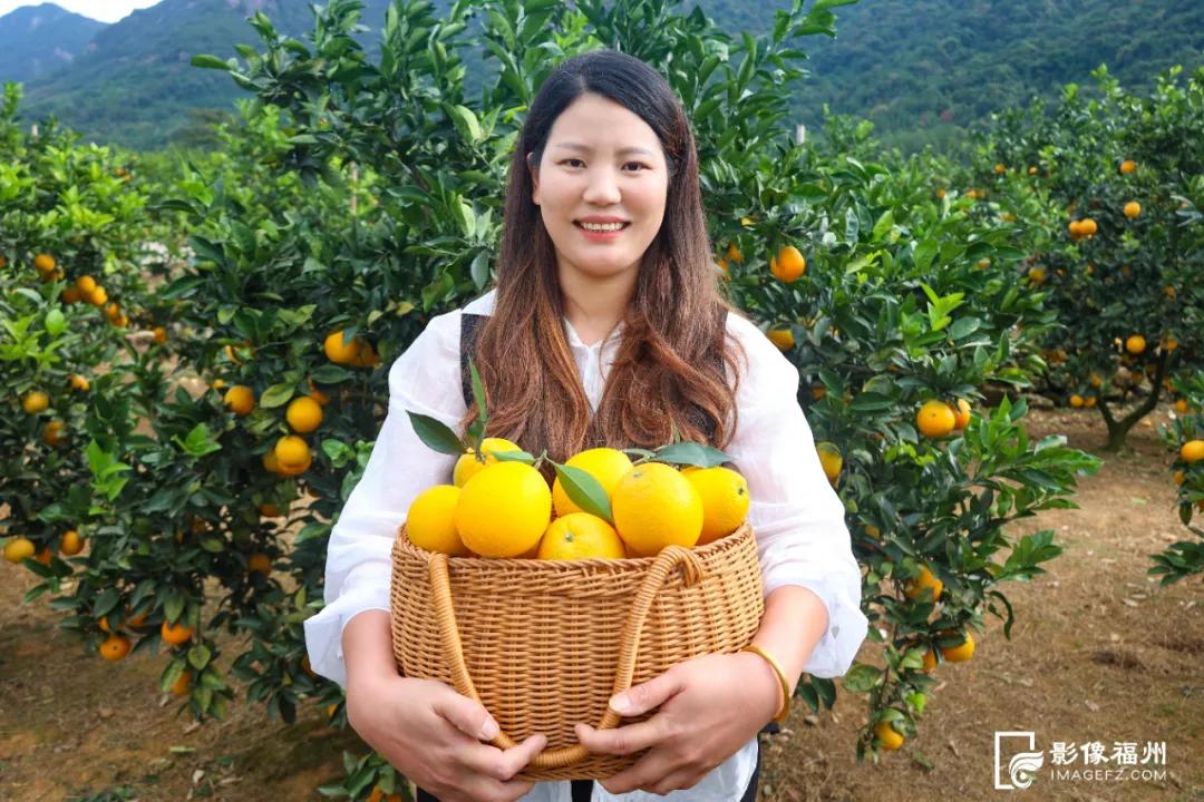 最佳采摘期！快来实现“橙子自由”