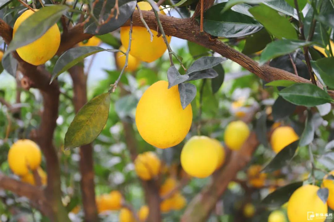最佳采摘期！快来实现“橙子自由”
