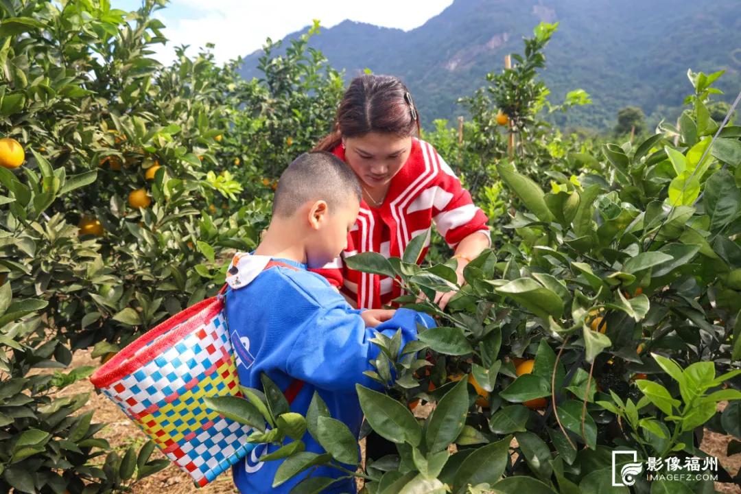 最佳采摘期！快来实现“橙子自由”