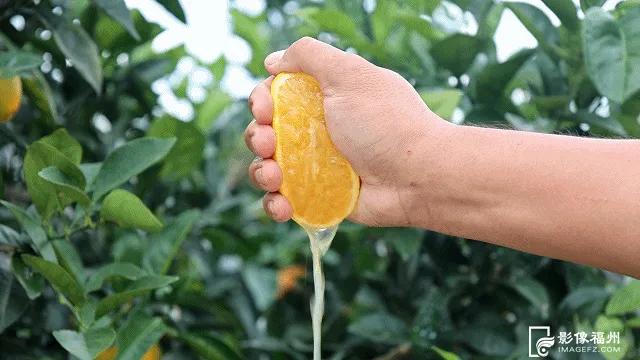 最佳采摘期！快来实现“橙子自由”