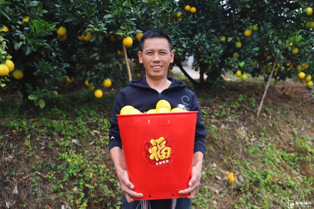 最佳采摘期！快来实现“橙子自由”