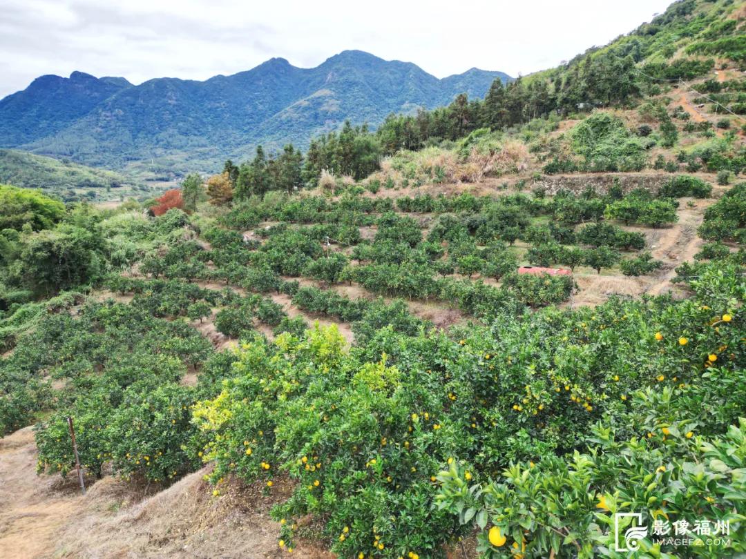 最佳采摘期！快来实现“橙子自由”