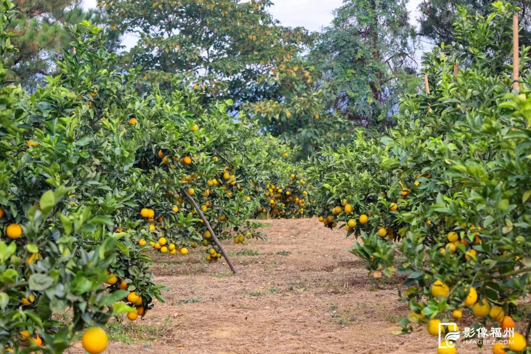 最佳采摘期！快来实现“橙子自由”
