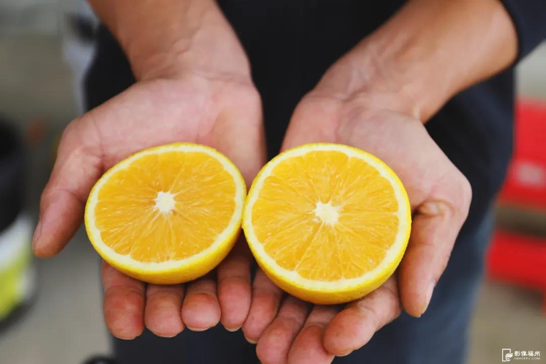 最佳采摘期！快来实现“橙子自由”