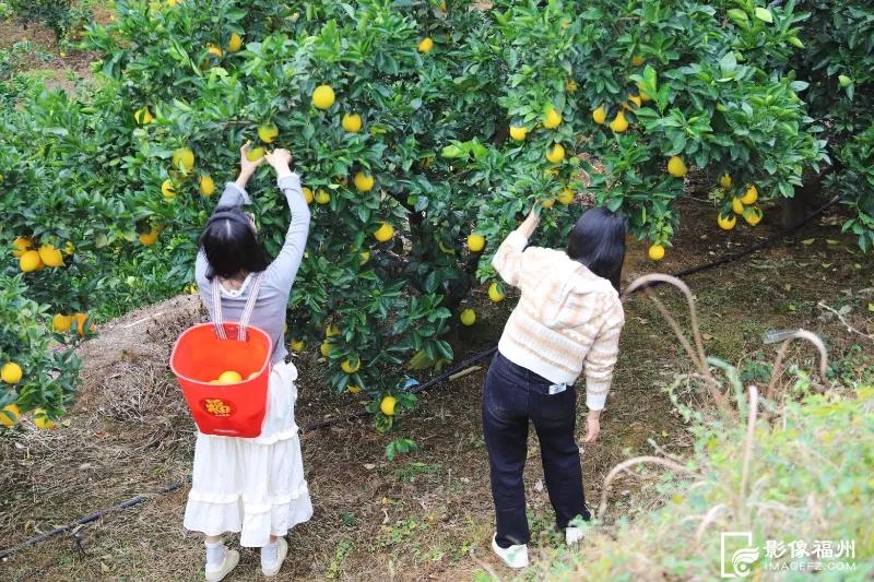 最佳采摘期！快来实现“橙子自由”