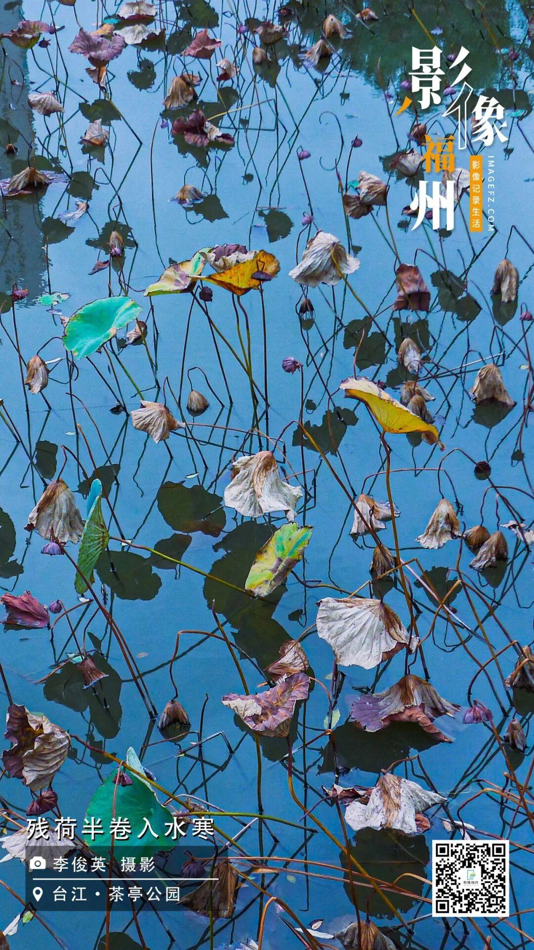 影像福州丨残荷半卷入水寒
