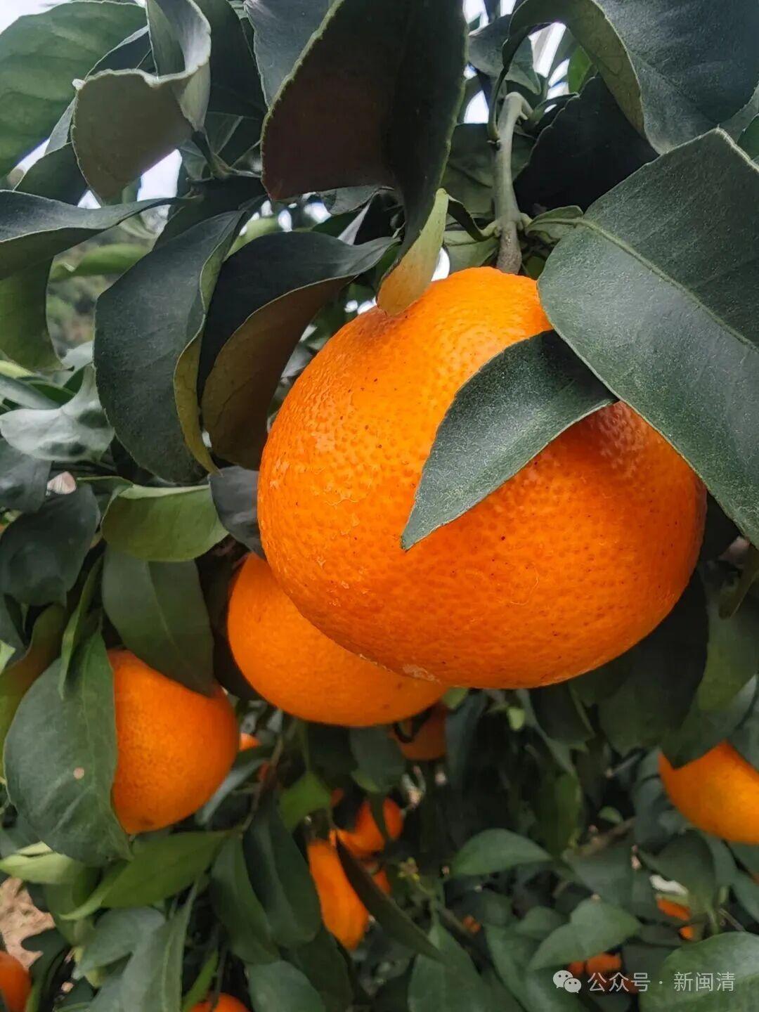 闽清:科技赋能+直播带货 “红美人”柑橘产销两旺 闽清:科技赋能+直播带货 “红美人”柑橘产销两旺