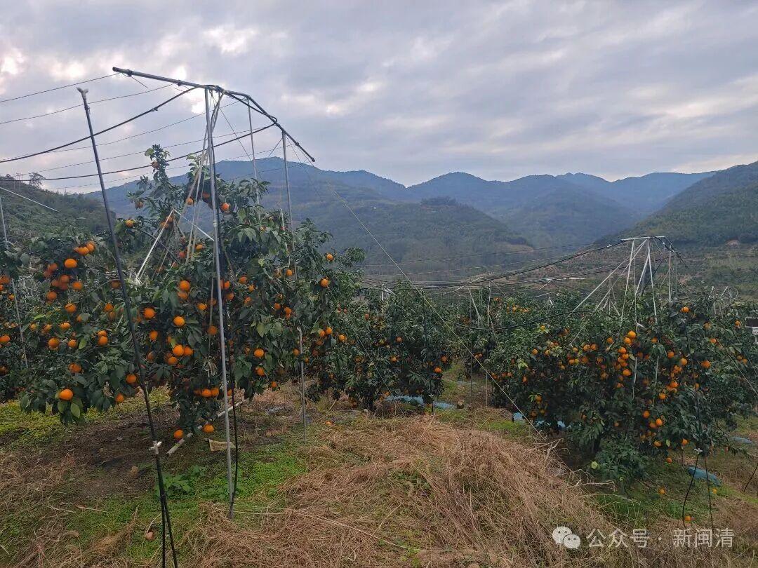 闽清:科技赋能+直播带货 “红美人”柑橘产销两旺 闽清:科技赋能+直播带货 “红美人”柑橘产销两旺