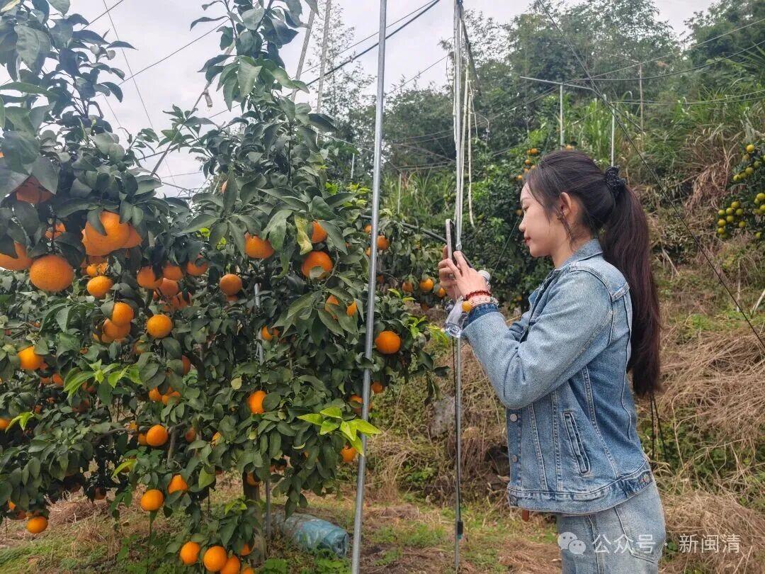 闽清:科技赋能+直播带货 “红美人”柑橘产销两旺 闽清:科技赋能+直播带货 “红美人”柑橘产销两旺
