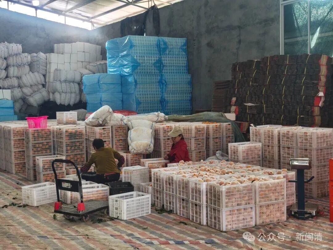 闽清:科技赋能+直播带货 “红美人”柑橘产销两旺 闽清:科技赋能+直播带货 “红美人”柑橘产销两旺