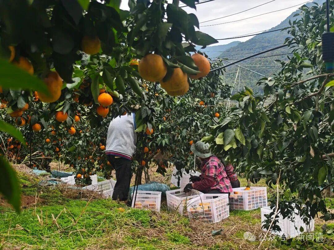 闽清:科技赋能+直播带货 “红美人”柑橘产销两旺 闽清:科技赋能+直播带货 “红美人”柑橘产销两旺