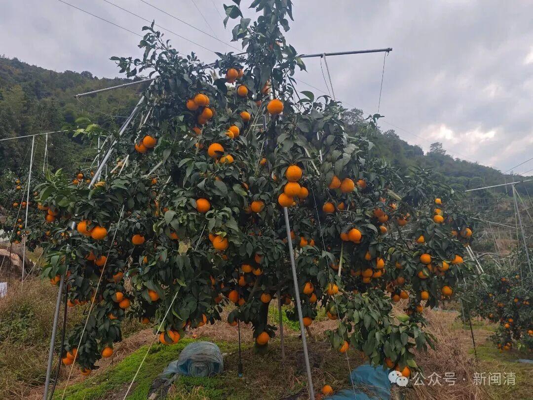闽清:科技赋能+直播带货 “红美人”柑橘产销两旺 闽清:科技赋能+直播带货 “红美人”柑橘产销两旺