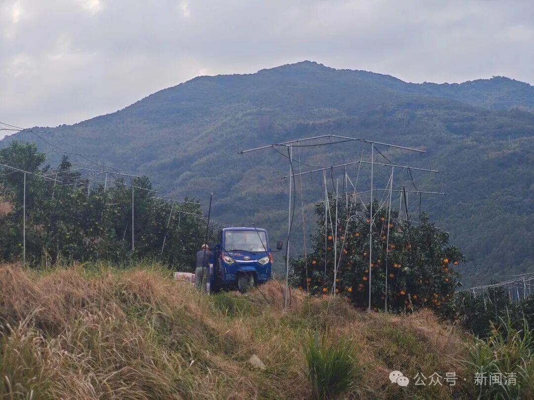 闽清:科技赋能+直播带货 “红美人”柑橘产销两旺 闽清:科技赋能+直播带货 “红美人”柑橘产销两旺