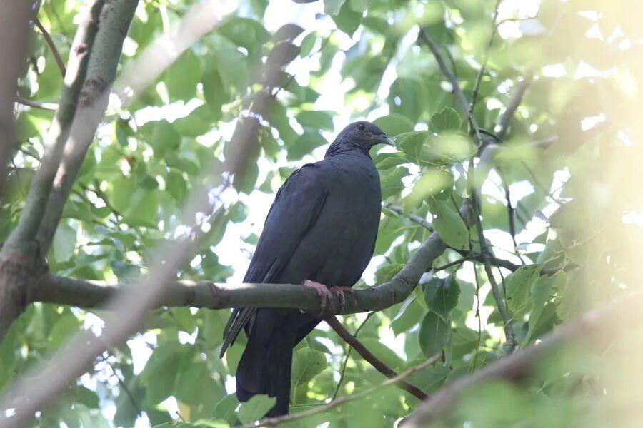 怎样有效驱赶鸟类 595872_fe3bca06-8f4b-4f8a-b7e5-b453d0071097.jpg