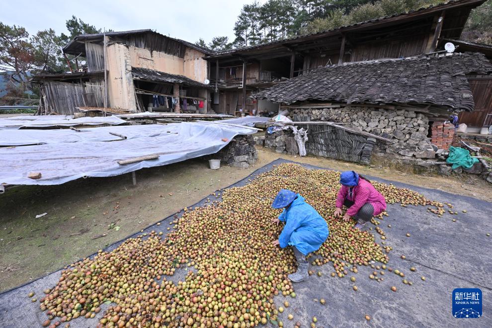 福建永泰：油茶果飘香采收忙