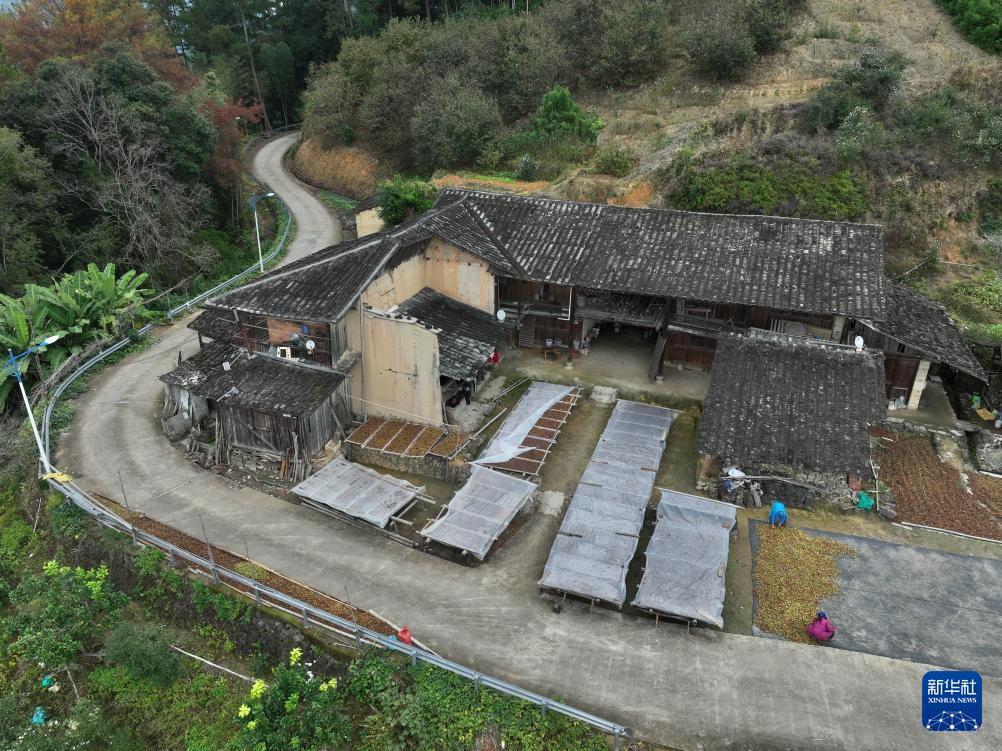 福建永泰：油茶果飘香采收忙