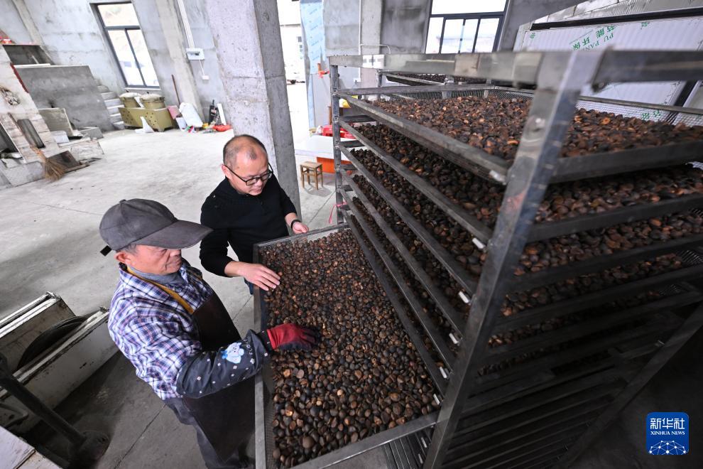福建永泰：油茶果飘香采收忙