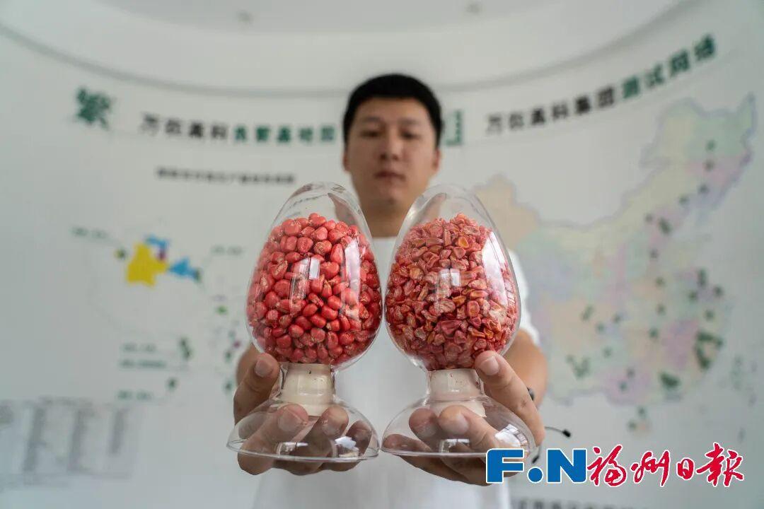 首次大批量出口，福州甜玉米种子丫好！