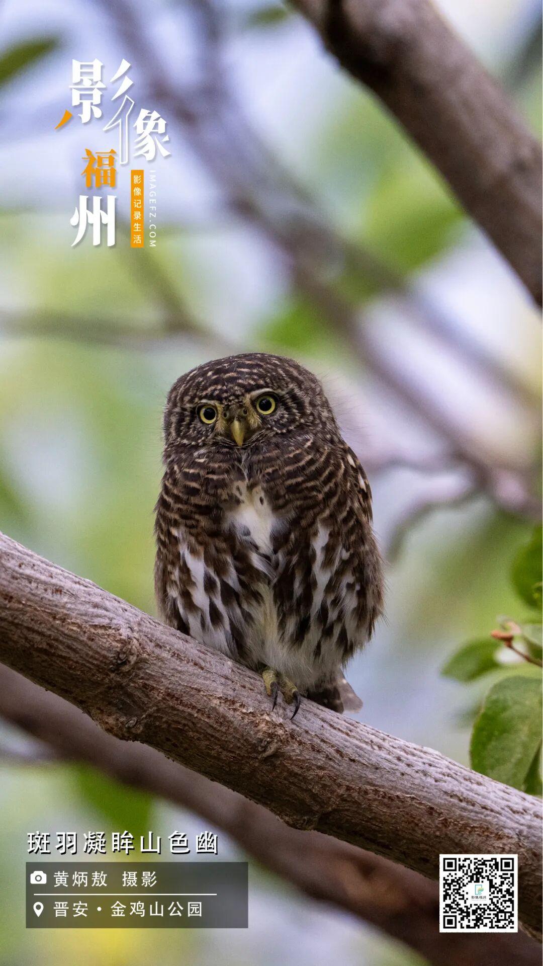 影像福州丨斑羽凝眸山色幽