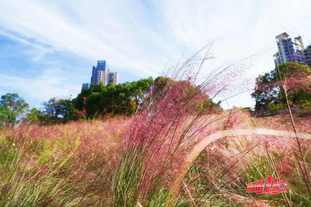 “顶流”回归！近期，福州大量出现！