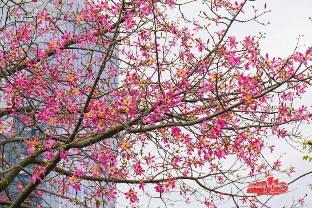 “顶流”回归！近期，福州大量出现！