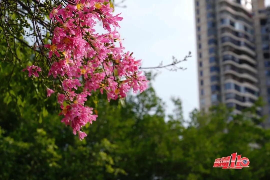 “顶流”回归！近期，福州大量出现！