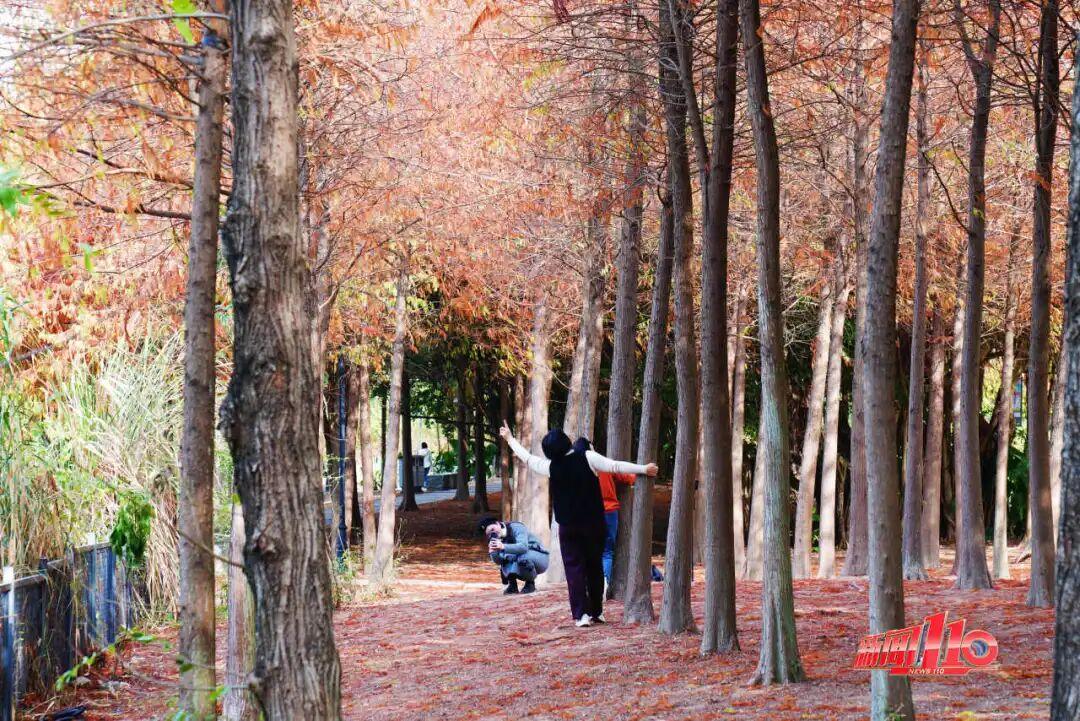 “顶流”回归！近期，福州大量出现！