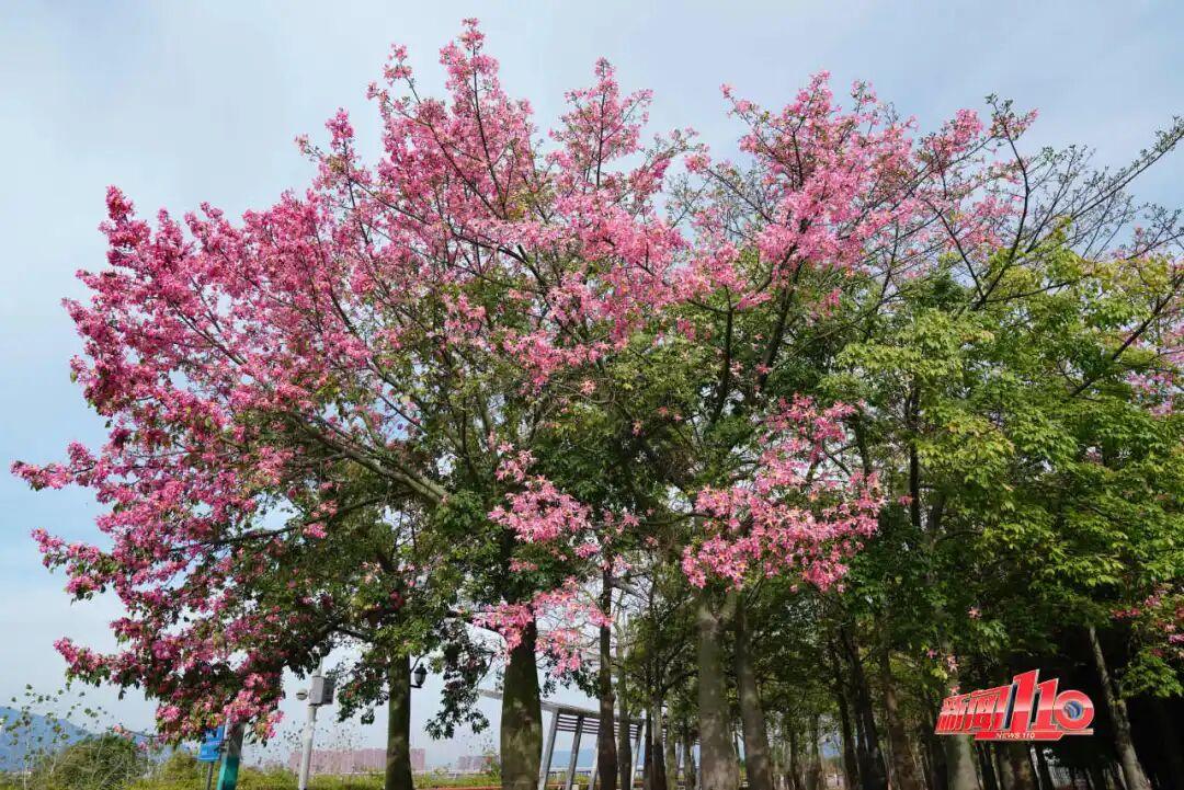 “顶流”回归！近期，福州大量出现！