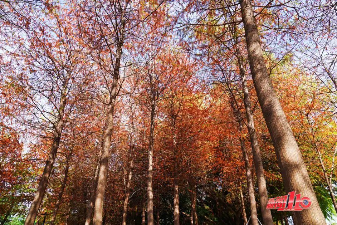 “顶流”回归！近期，福州大量出现！