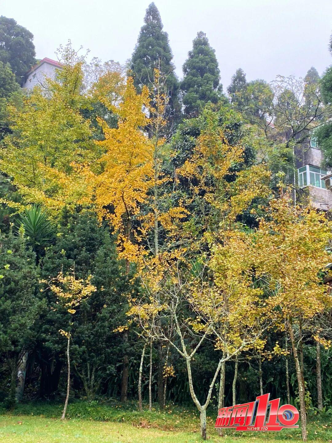 “顶流”回归！近期，福州大量出现！