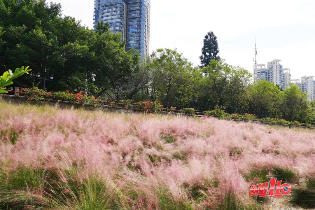 “顶流”回归！近期，福州大量出现！
