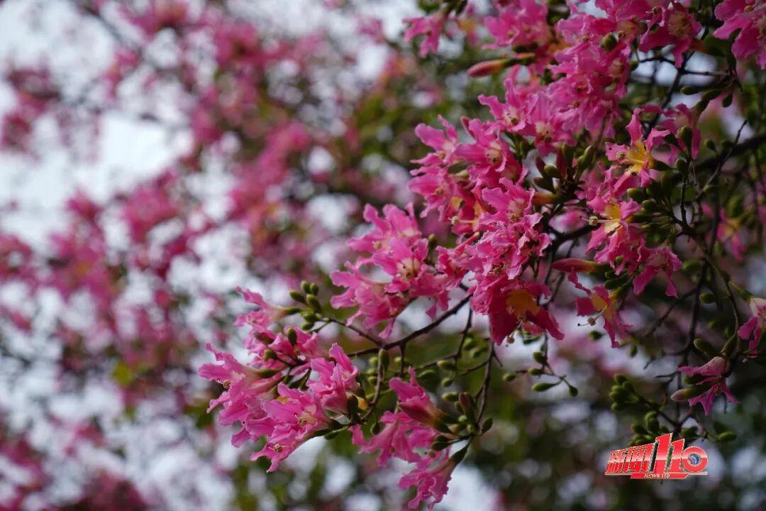 “顶流”回归！近期，福州大量出现！