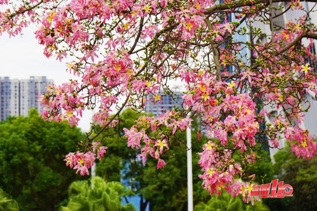 “顶流”回归！近期，福州大量出现！