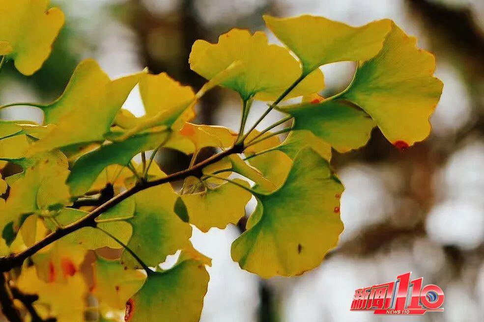 “顶流”回归！近期，福州大量出现！