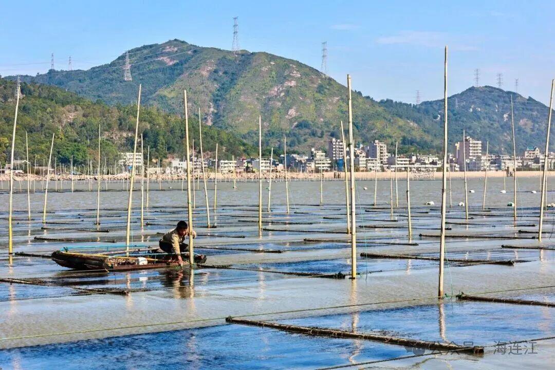 有口福了!连江“头水”紫菜大量上市 有口福了!连江“头水”紫菜大量上市