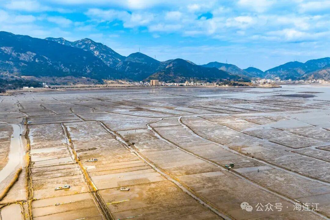 有口福了!连江“头水”紫菜大量上市 有口福了!连江“头水”紫菜大量上市