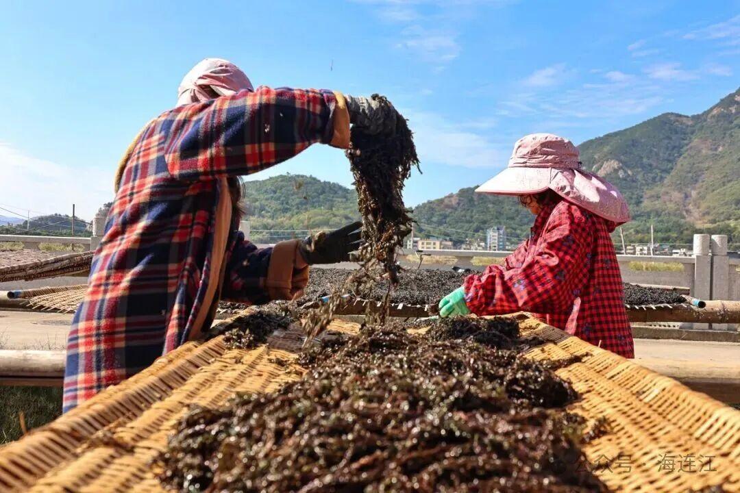 有口福了!连江“头水”紫菜大量上市 有口福了!连江“头水”紫菜大量上市