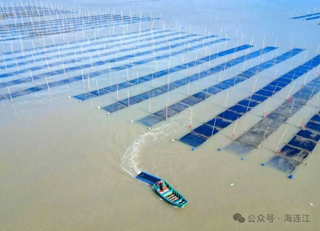 有口福了!连江“头水”紫菜大量上市 有口福了!连江“头水”紫菜大量上市