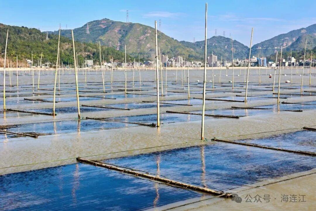 有口福了!连江“头水”紫菜大量上市 有口福了!连江“头水”紫菜大量上市