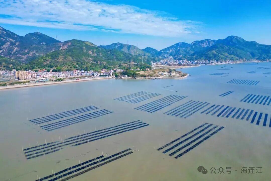 有口福了!连江“头水”紫菜大量上市 有口福了!连江“头水”紫菜大量上市