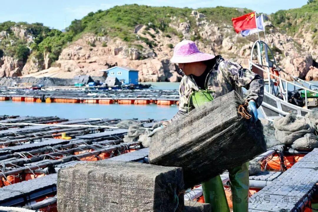 连江8亿粒鲍鱼“避暑”归来