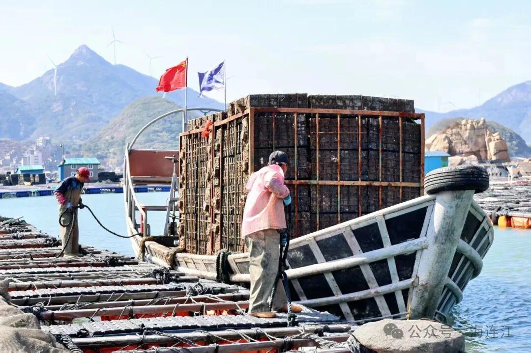 连江8亿粒鲍鱼“避暑”归来