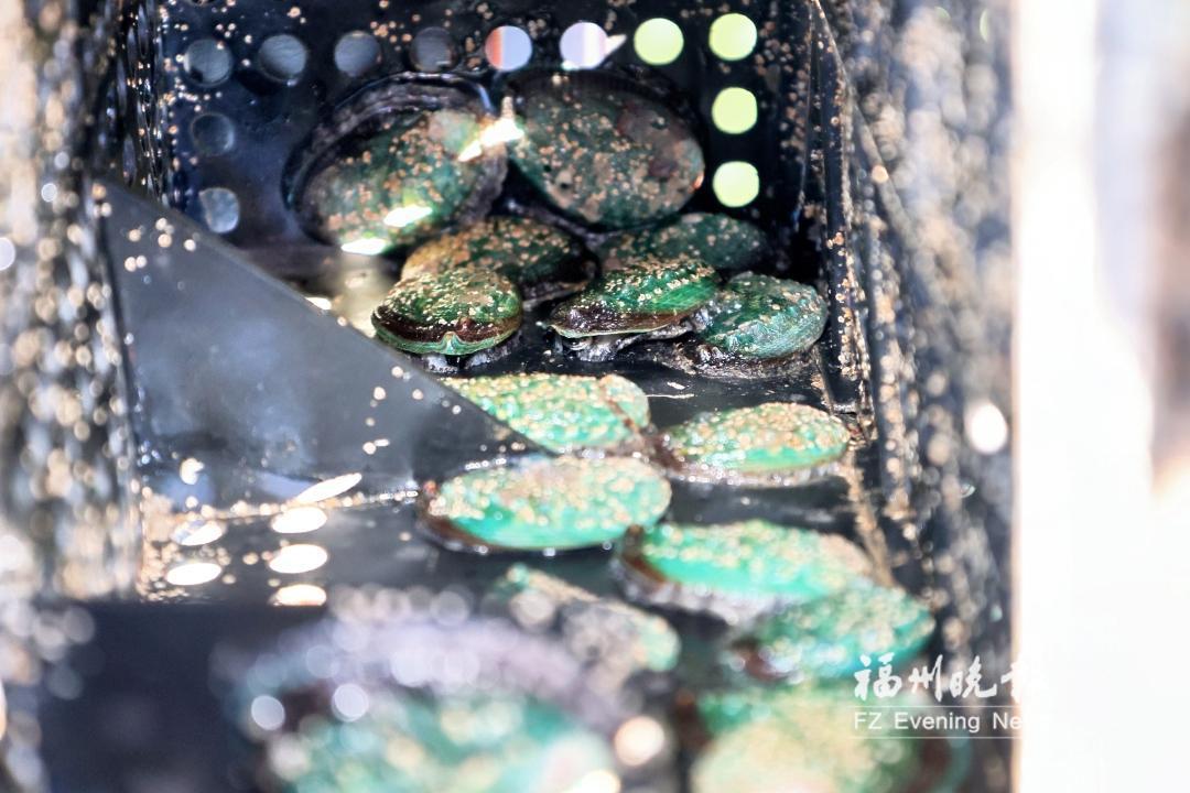 8亿粒鲍鱼从山东返回连江过冬