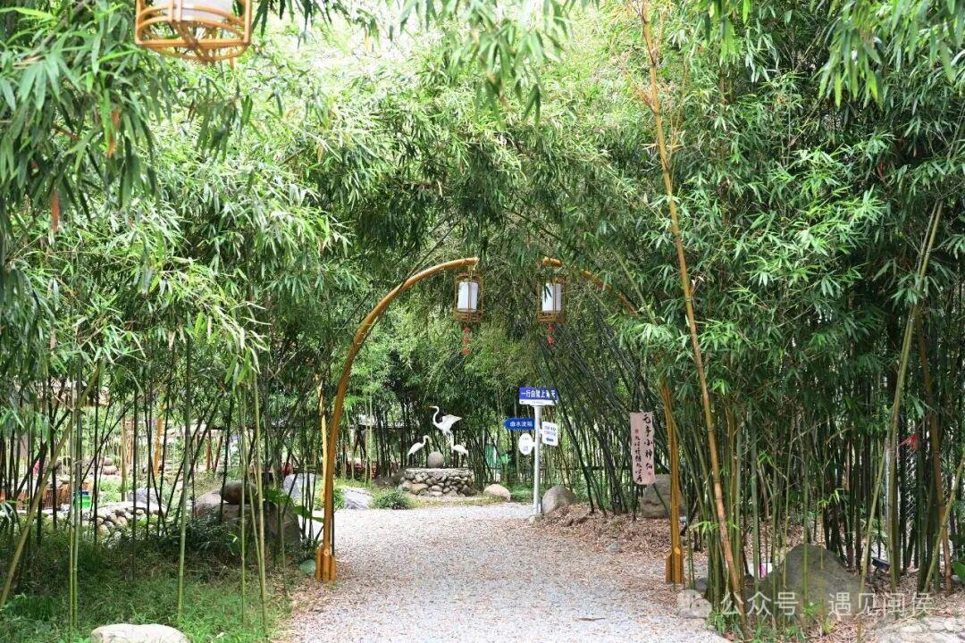 县在发生｜在稻田里开唱！闽侯这场稻田音乐会大有看头！