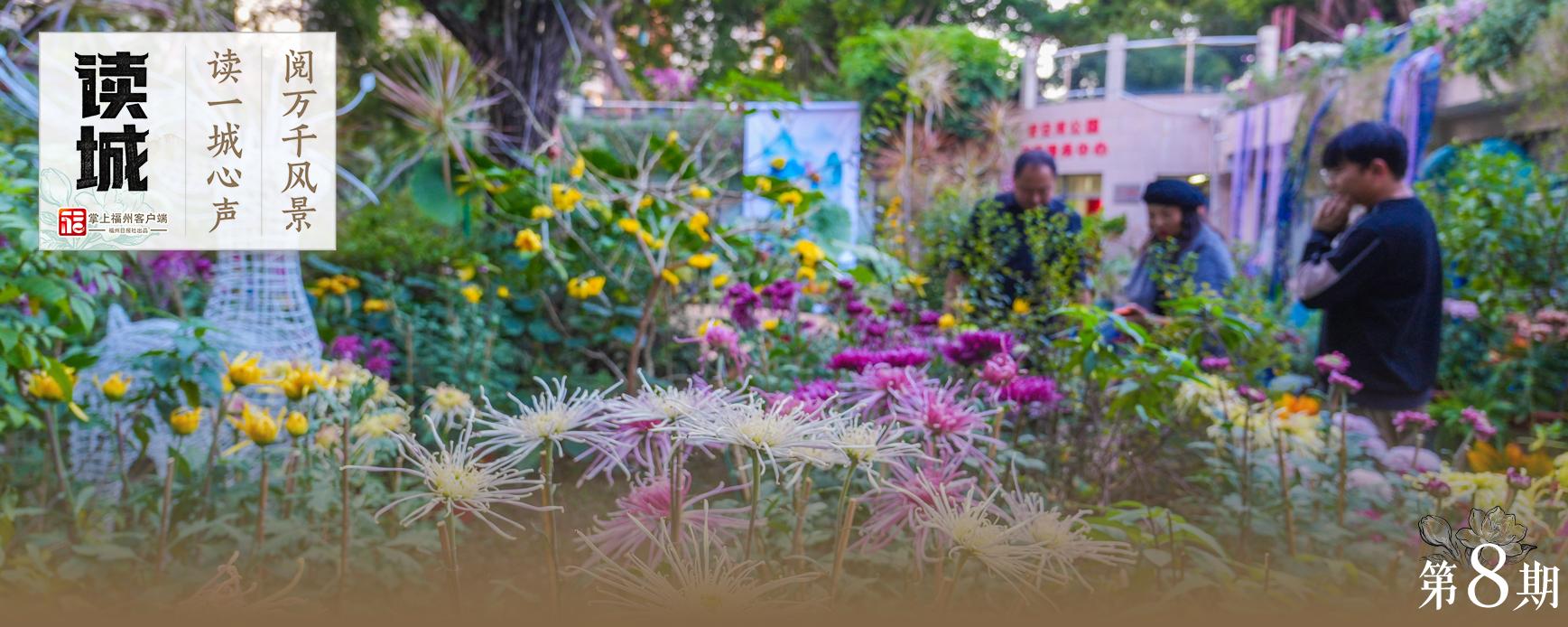 读城｜小雪时节醉花香！晋安河畔这场菊展和朱熹有关……