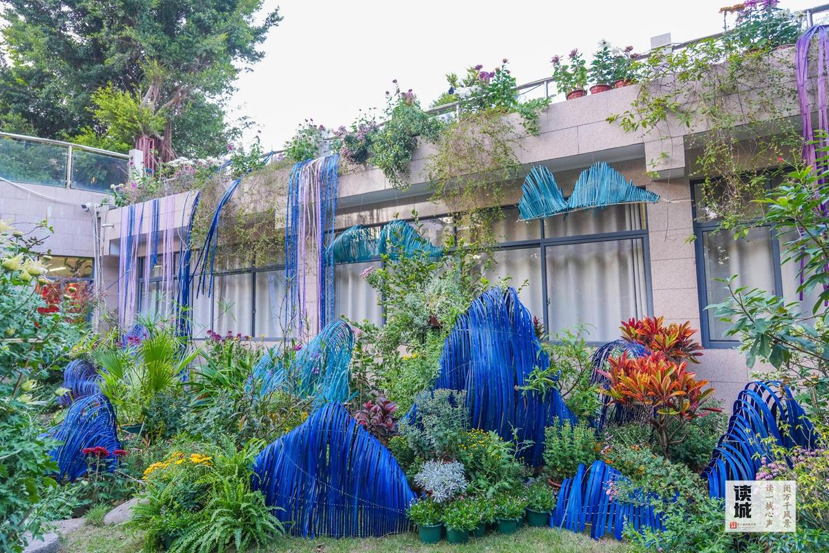 读城｜小雪时节醉花香！晋安河畔这场菊展和朱熹有关……