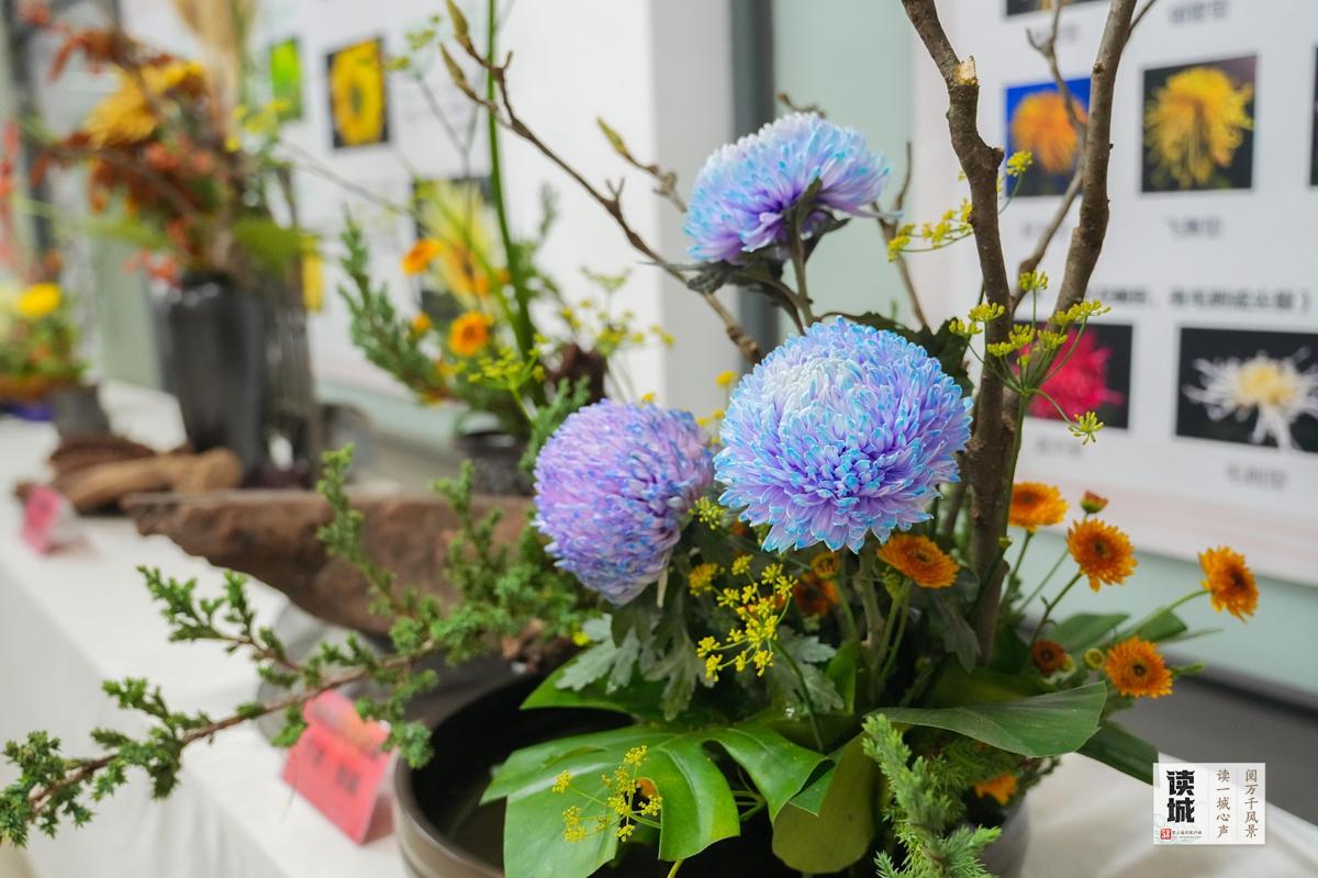 读城｜小雪时节醉花香！晋安河畔这场菊展和朱熹有关……