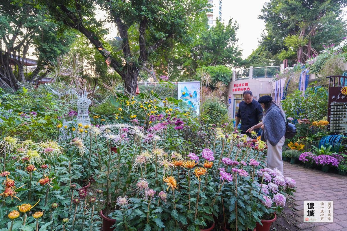 读城｜小雪时节醉花香！晋安河畔这场菊展和朱熹有关……
