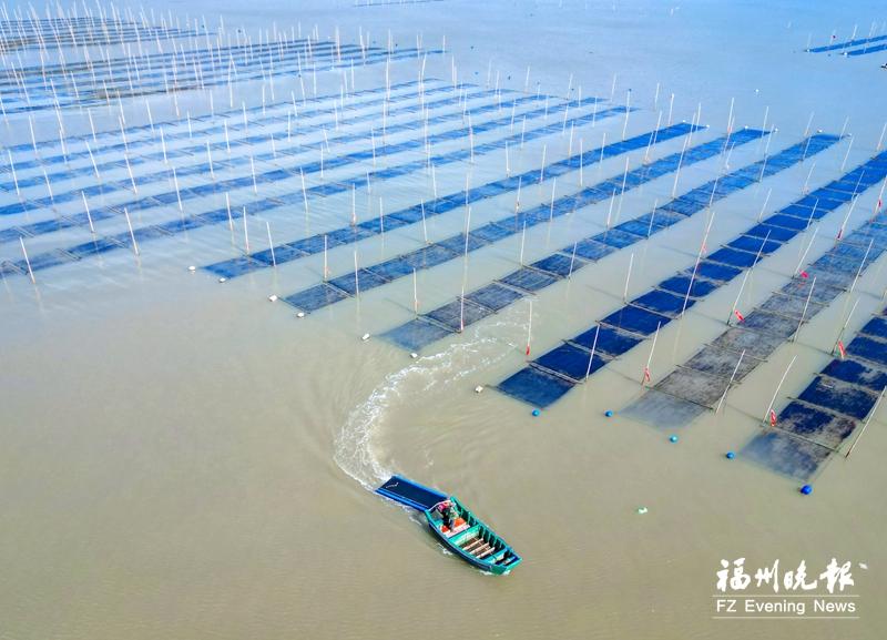 连江头水紫菜大量上市